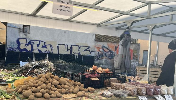 Разсади - Време е да правим разсада: Краставиците не понасят пикиране