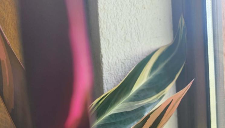 растения - Оризовата вода е  идеална за стайни растения