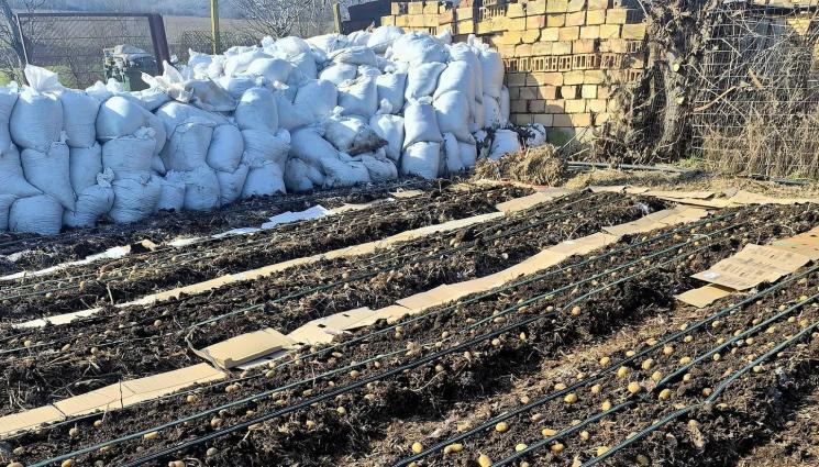 картофи - Без фрезоване и без усилие:   Деси Владовска отглежда картофи, без да копае