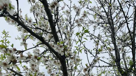 цъфнали бадеми