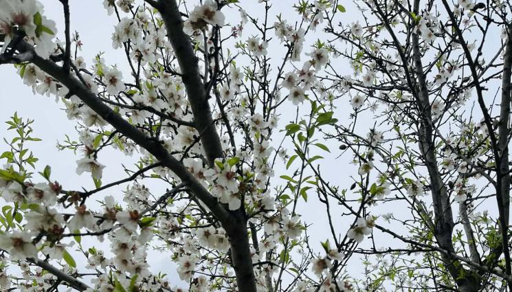 цъфнали бадеми - Температурите падат до -7 градуса