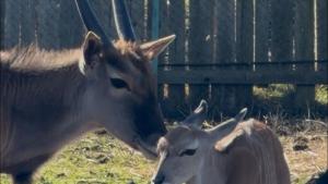 бебе антилопа зоопарк Бургас
