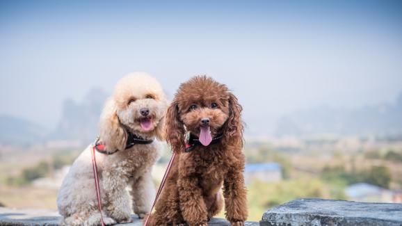 Tой и Мини Пудел – как да ги различим?