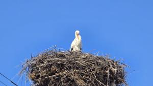 Първите щъркели пристигнаха във видинското село Ружинци