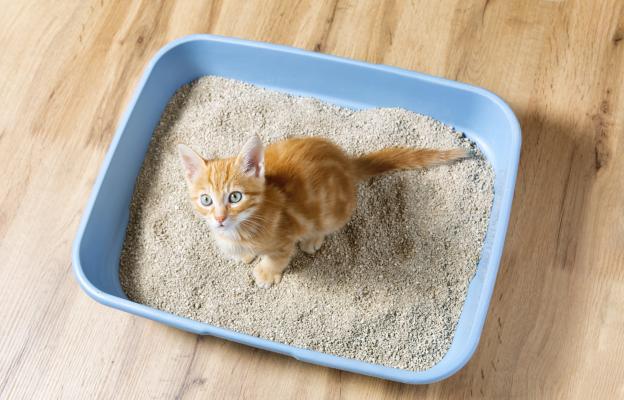 Котешка тоалетна