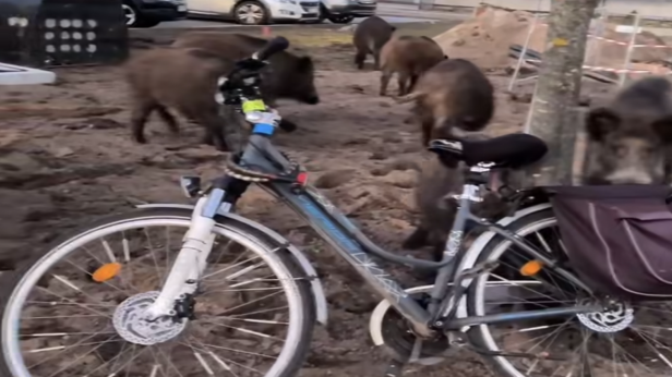 Глигани откраднаха сандвичи от журналист