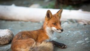 С дух на приключенец: Лисица се качи на кораб в Англия и пристигна в САЩ