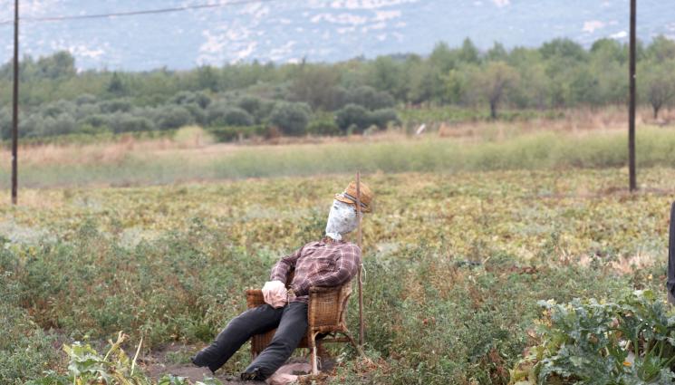 градина астро