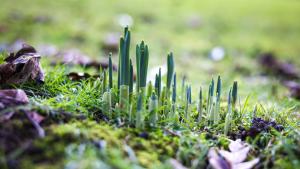 ранна пролет