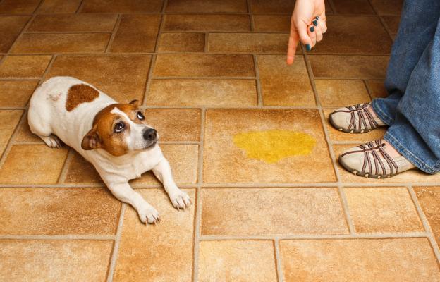 куче повръщане