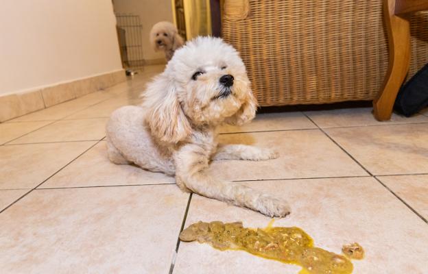 куче повръщане