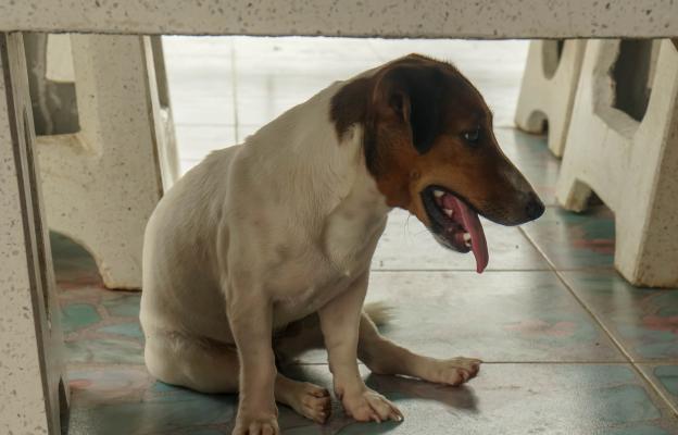 куче повръщане