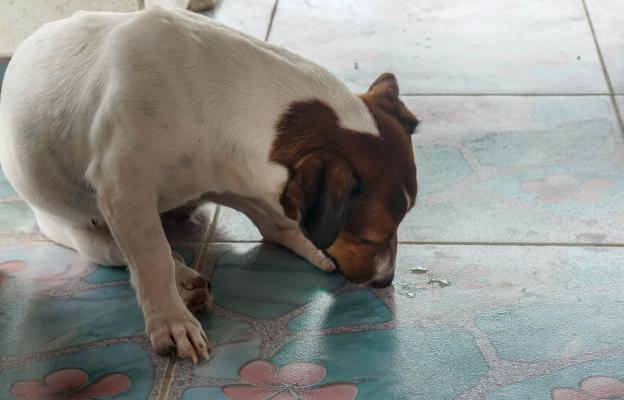 куче повръщане