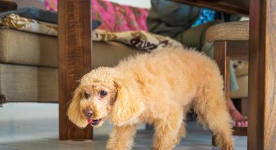 куче повръщане