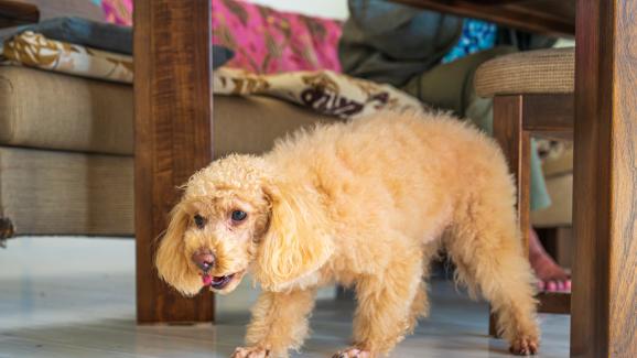 куче повръщане