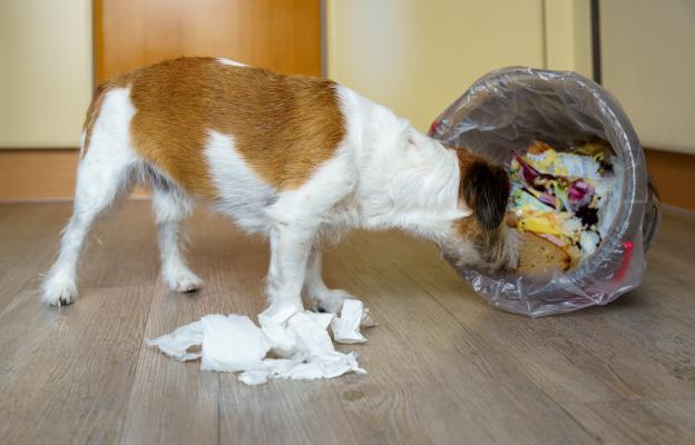 куче повръщане