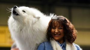 Кучетата от породата самоед проявяват „музикални“ способности