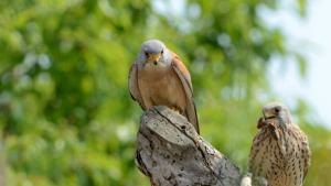 Белошипа ветрушка