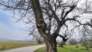 Край твърдишкото село Сърцево растат вековни дървета от вида черна