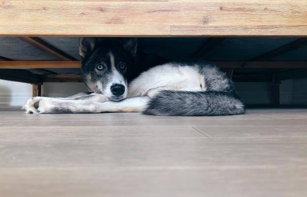 куче тревожно