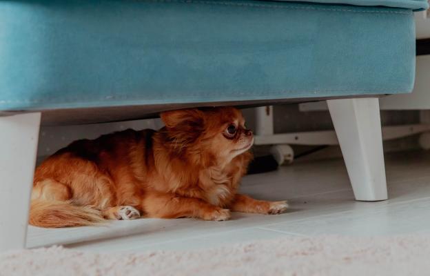 куче тревожно