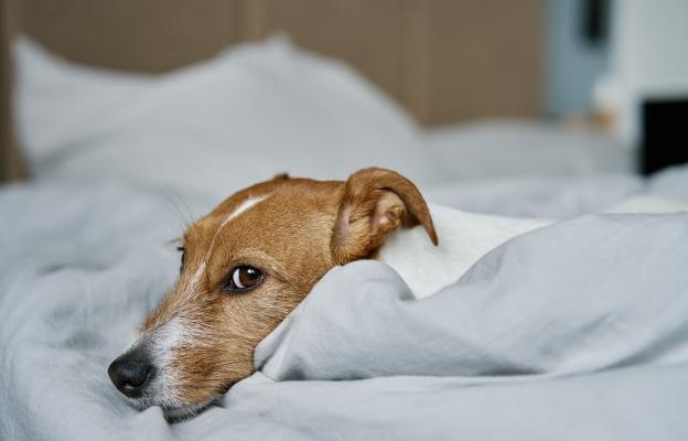 куче тревожно