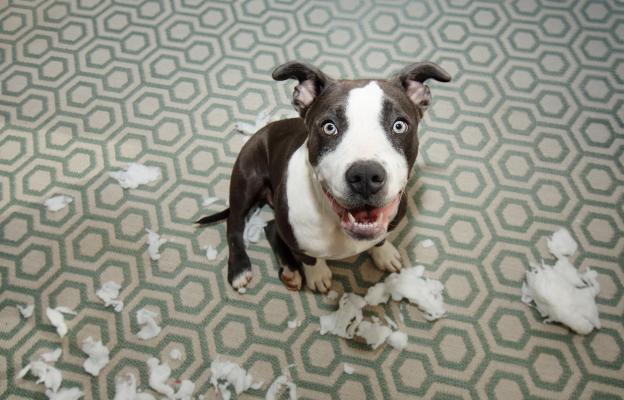 куче тревожно