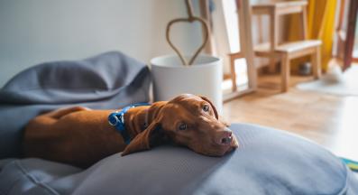 Унгарска визла