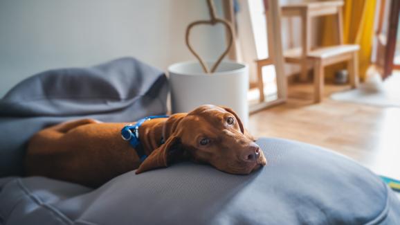 Унгарска визла