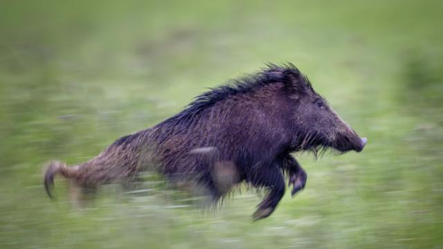 Глиган се разходи из търговски център в Берлин