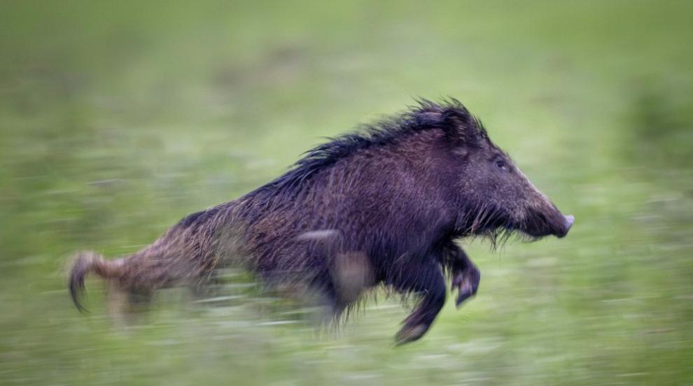 Глиган се разходи из търговски център в Берлин
