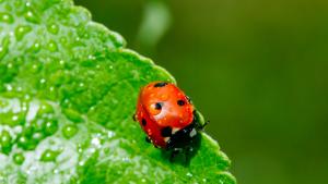 калинка пролет дъжд време