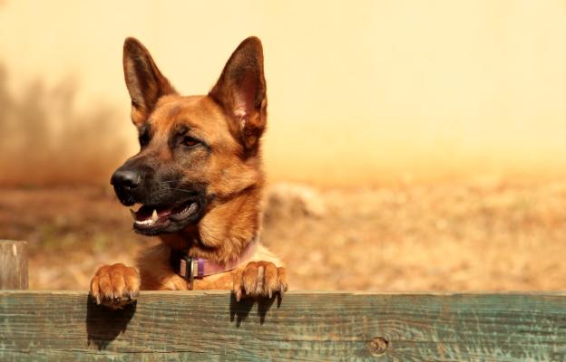 Немска овчарка