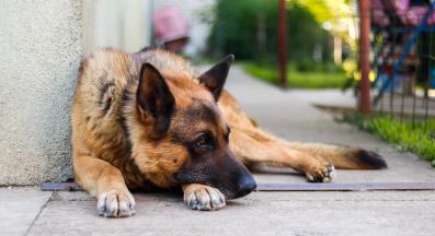 Немска овчарка