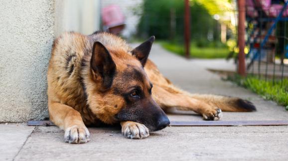 10 породи кучета, подходящи за отглеждане на открито