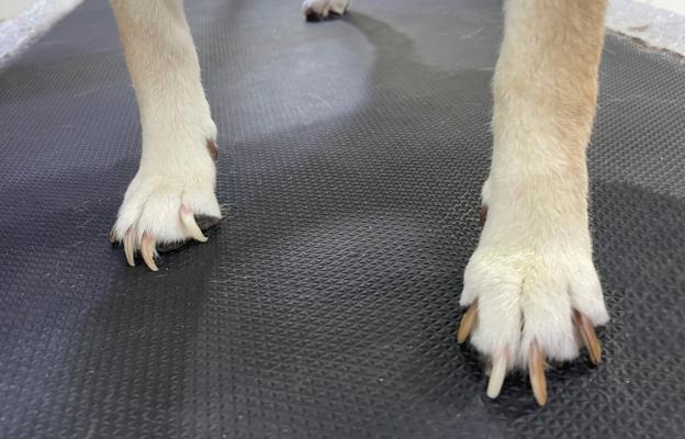 куче нокти подрязване