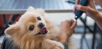 Професионален грумър съветва: Как правилно да режем ноктите на кучето си