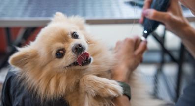 куче нокти подрязване