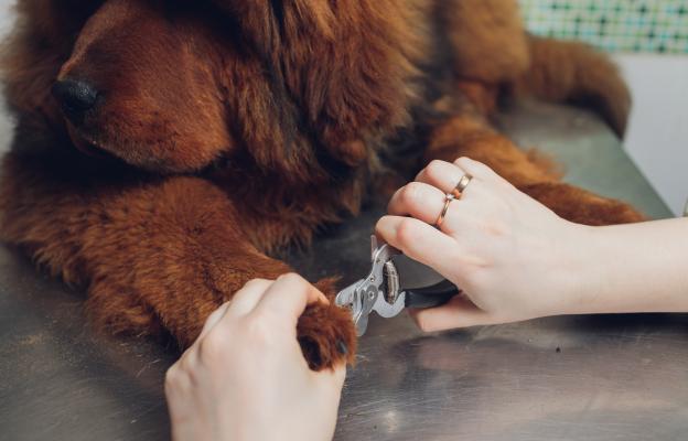 куче нокти подрязване