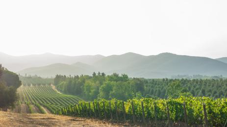 лозе лозов масив винарна