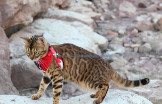 Котка навън