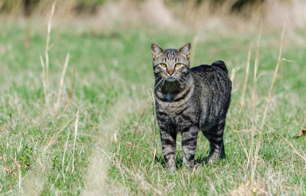 Котка навън