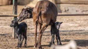 бебета зоопарк Варна