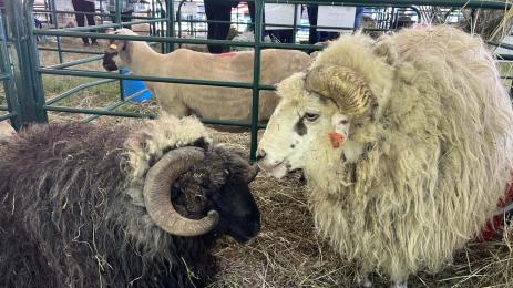 Божидар Иванов