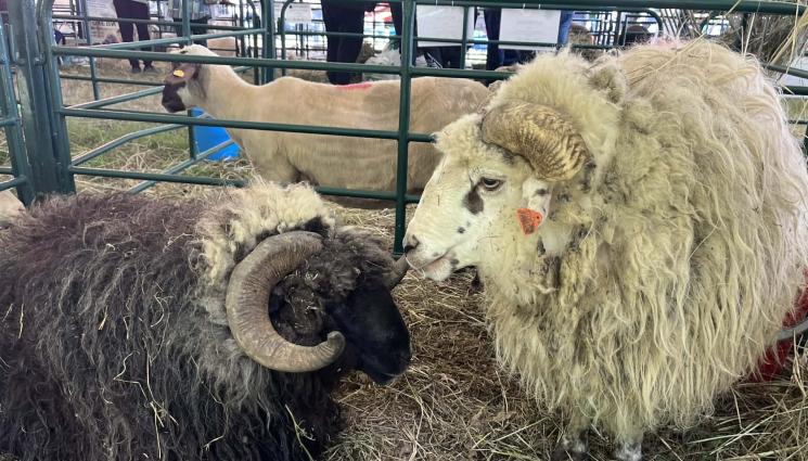 Божидар Иванов - Божидар Иванов, шеф на Институт по аграрна икономика: Всеки грък пие по 110 л овче мляко, българинът  12 л