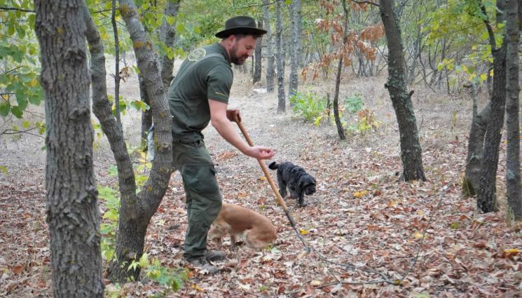 Лов на трюфели - За приключенците: На лов за трюфели в горите до Балчик