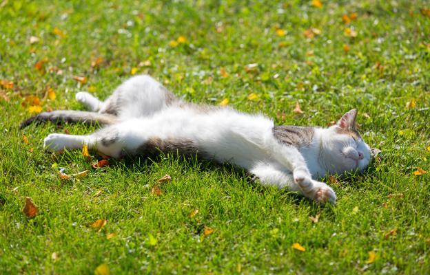 Котка спи на трева