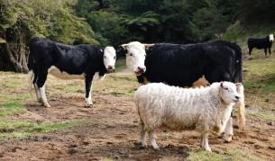 БАБХ предупреждава за риск от пренасяне на шап у нас при пътуванията по Великден