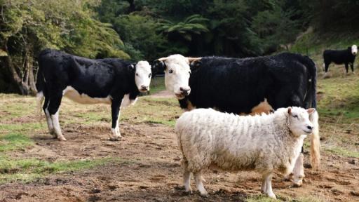 БАБХ предупреждава за риск от пренасяне на шап у нас при пътуванията по Великден