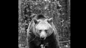 мечката Рада